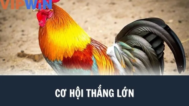 Hướng dẫn đơn giản để ai cũng có thể tham gia cá cược đá gà VIPWIN